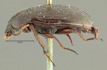 Media type: image;   Entomology 8368 Aspect: habitus lateral view